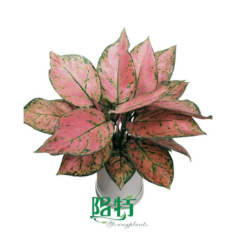 How To Own aglaonema bamboo For Free