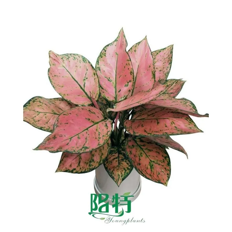 Foshan Youngplants - Rooted Plant Plugs Seedlings Indoor/Outdoor Wholesale for Grower Aglaonema Lady Valentine 1