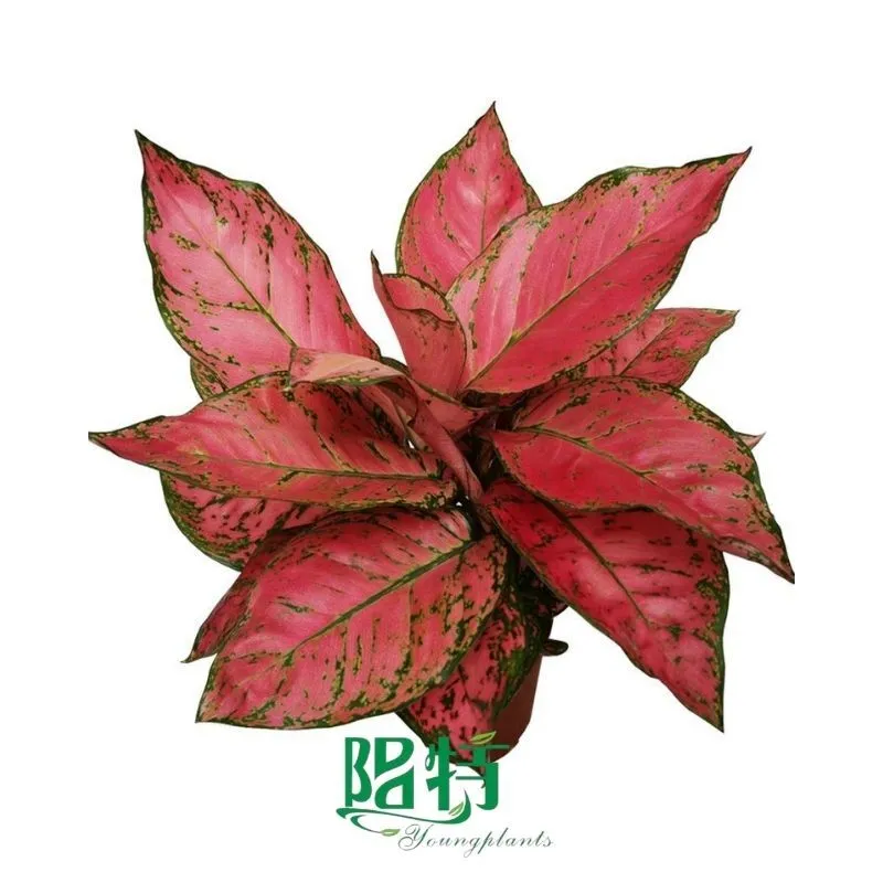 Foshan Youngplants - Rooted Plant Plugs Seedlings Indoor/Outdoor Wholesale for Grower Aglaonema Lady Valentine Red 1