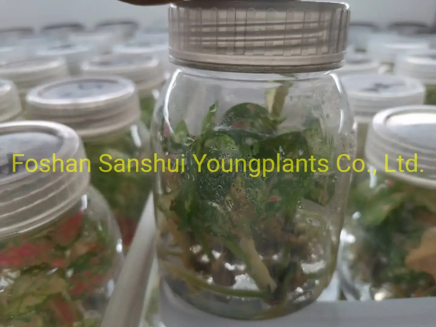 Aglaonema Lady Valentine - Colorful Hybrid Aglaonema Plants 3