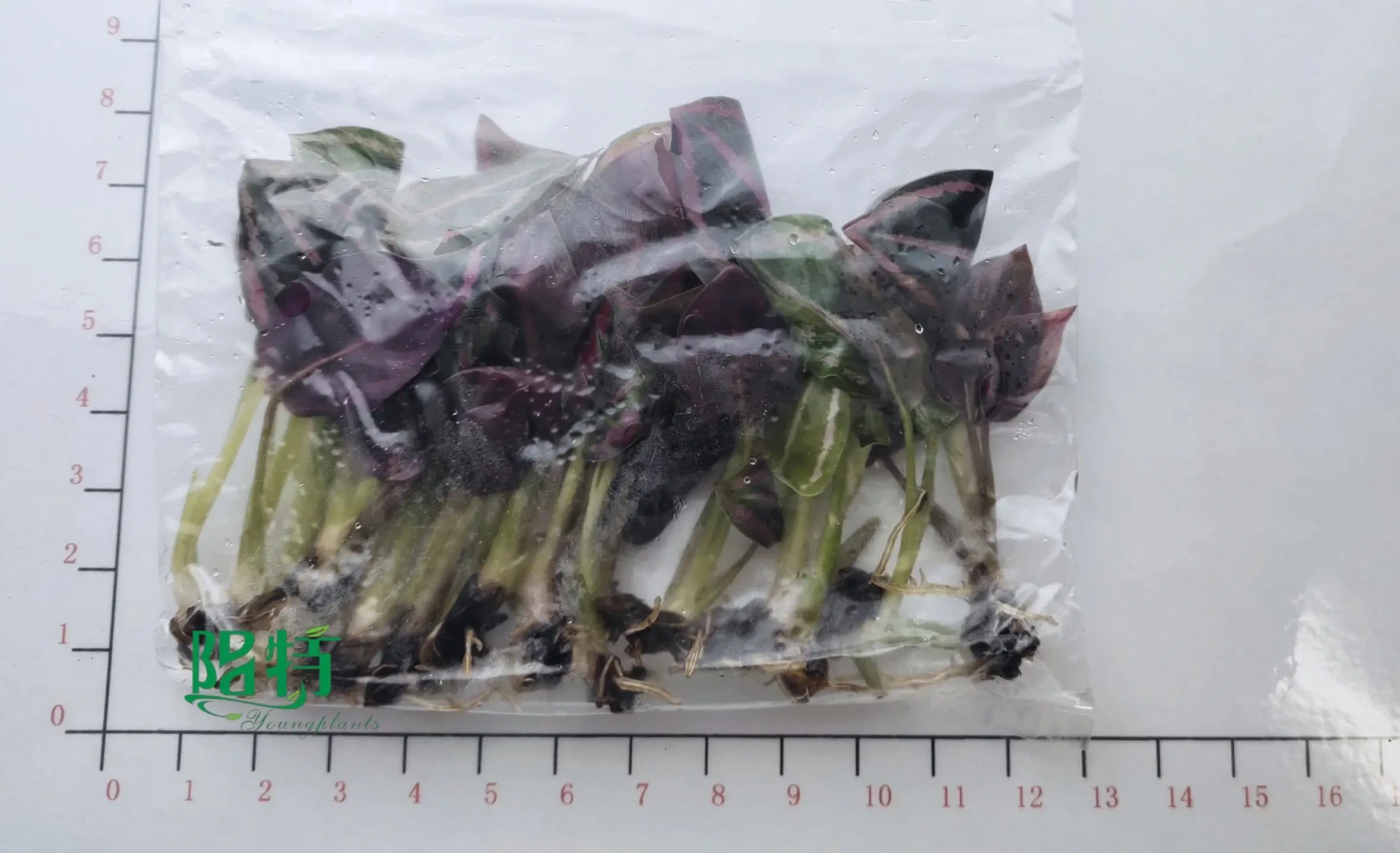 Foshan Youngplants - Tissue Culture Plant Calethea in Agar or Ex Agar Import Wholesale From China Calathea/Stromanthe/Maranta/Ctenanthe 1