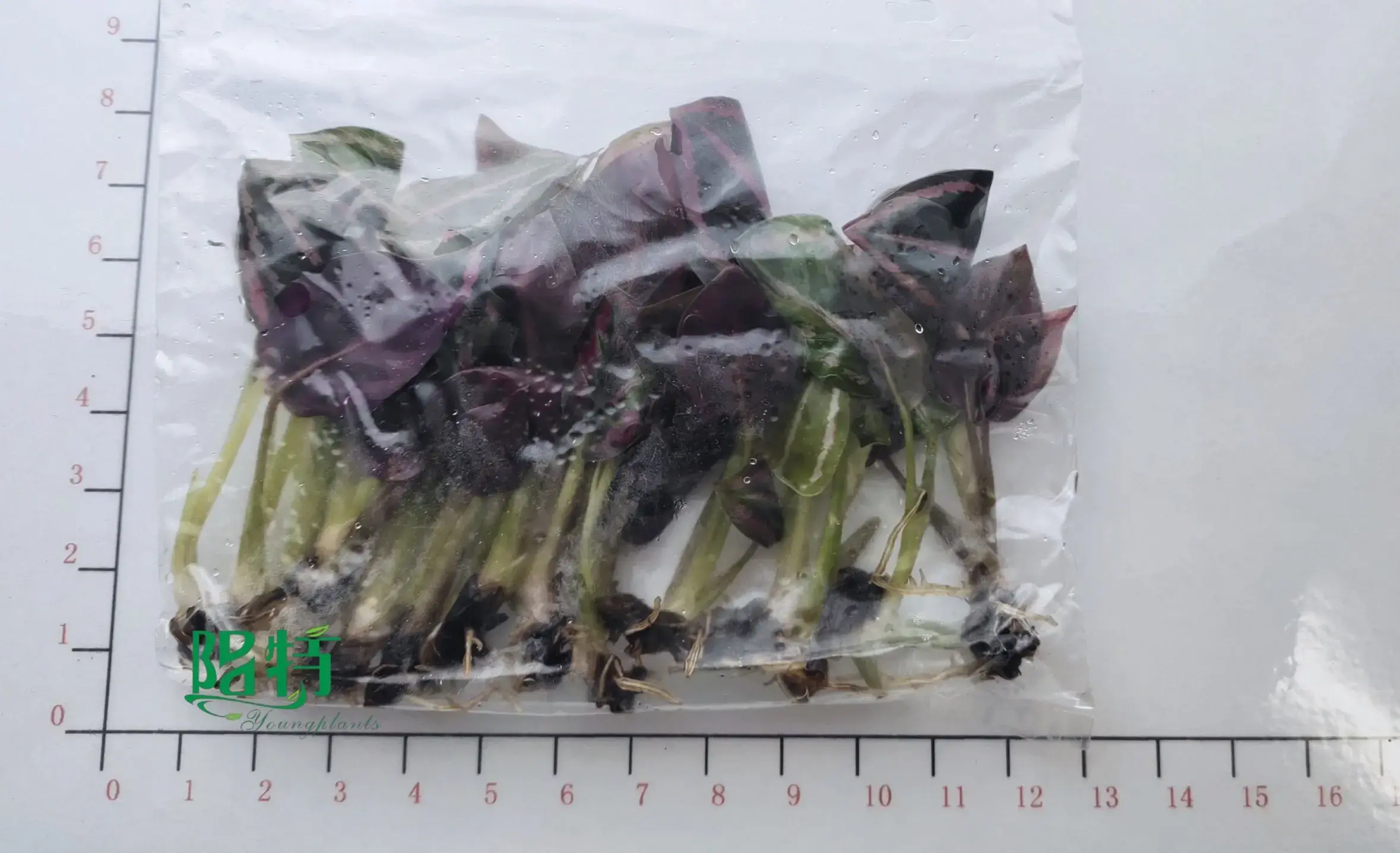 Fully Utilize rare alocasia To Enhance Your Business