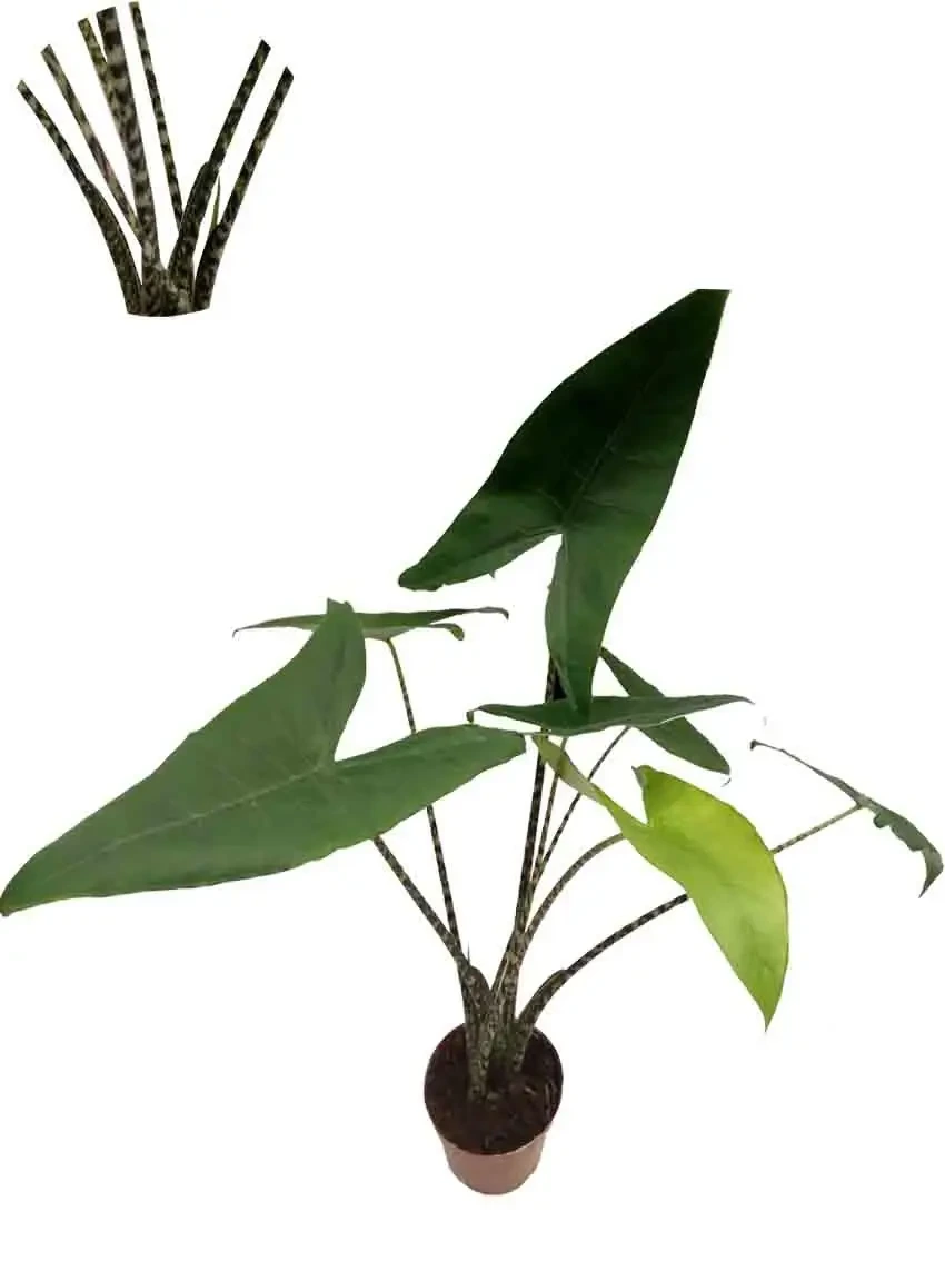 Foshan Youngplants - Alocasia Tigrina/Zebrina Special Patterned Stem Young Plants Others Alocasia 1