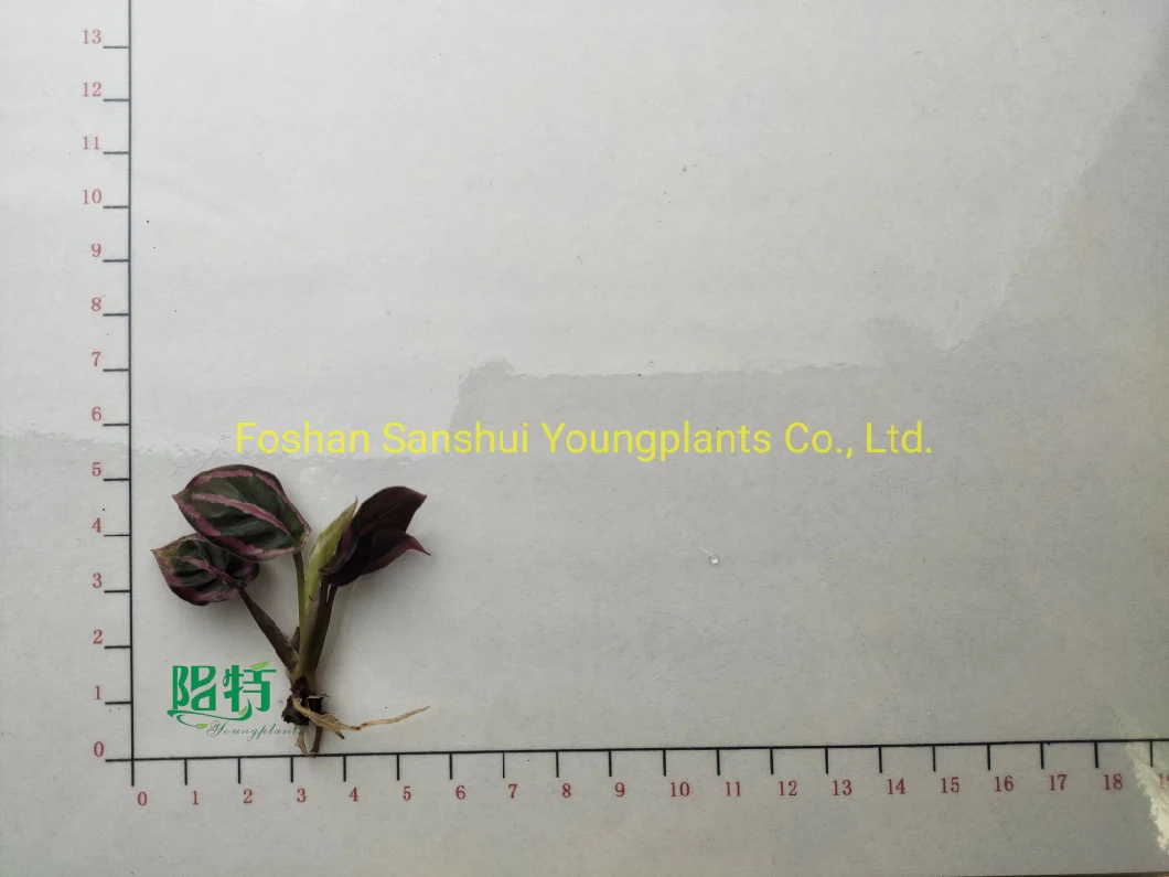 Tissue Culture Plant Calethea in Agar or Ex Agar Import Wholesale From China