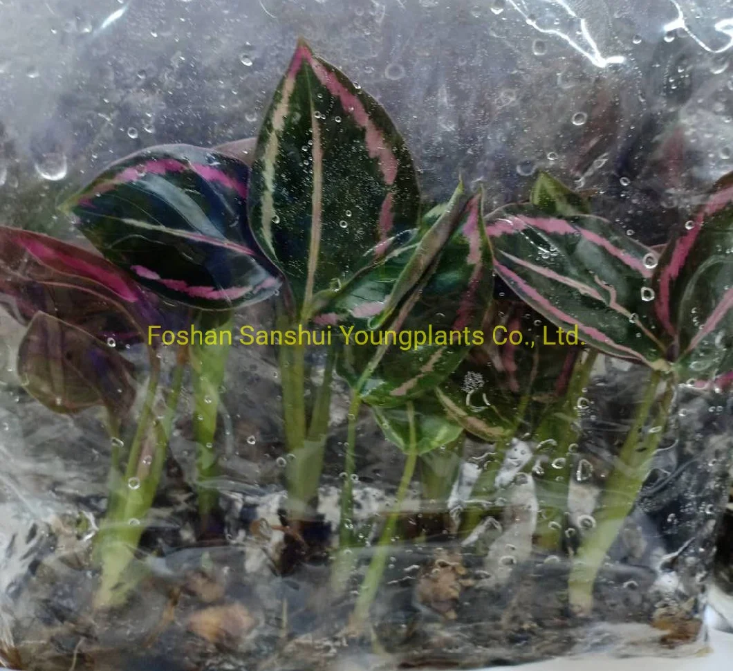 Tissue Culture Plant Calethea in Agar or Ex Agar Import Wholesale From China