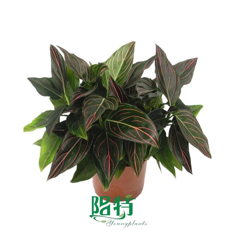 Fully Utilize chinese evergreen colors To Enhance Your Business