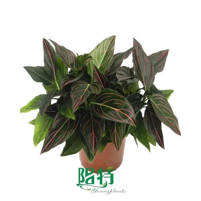 Foshan Youngplants - Rooted Plant Plugs Seedlings Indoor/Outdoor Wholesale for Grower Aglaonema Red Vein 1