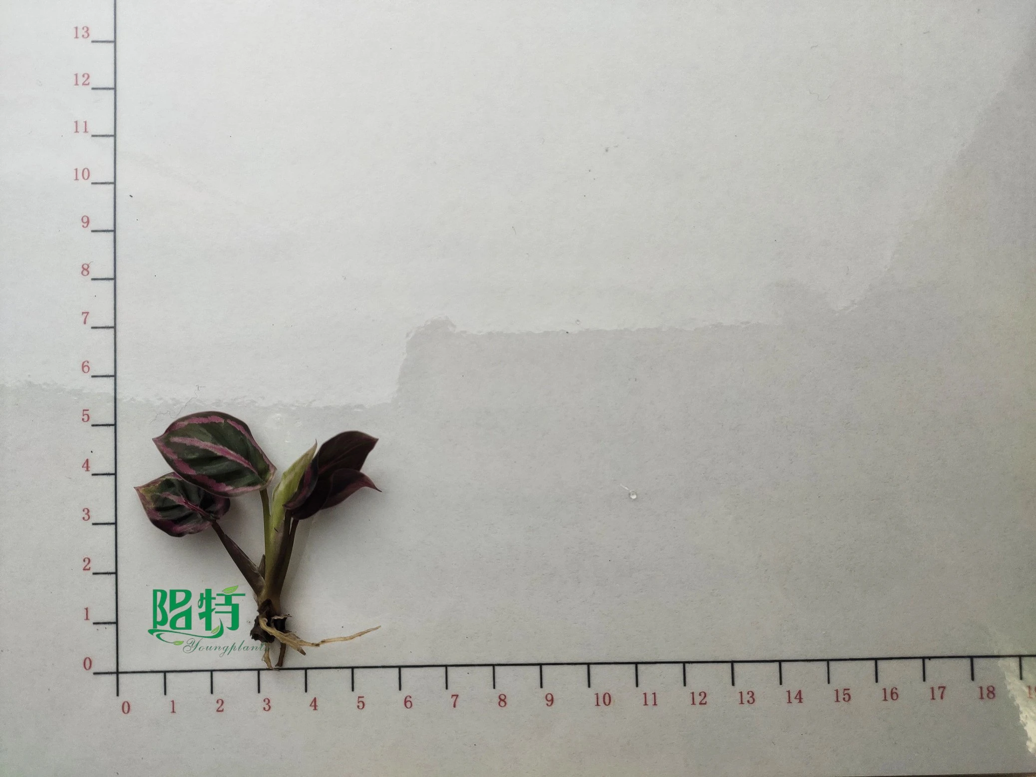 eine Pfeilwurz | Jungpflanzen 3