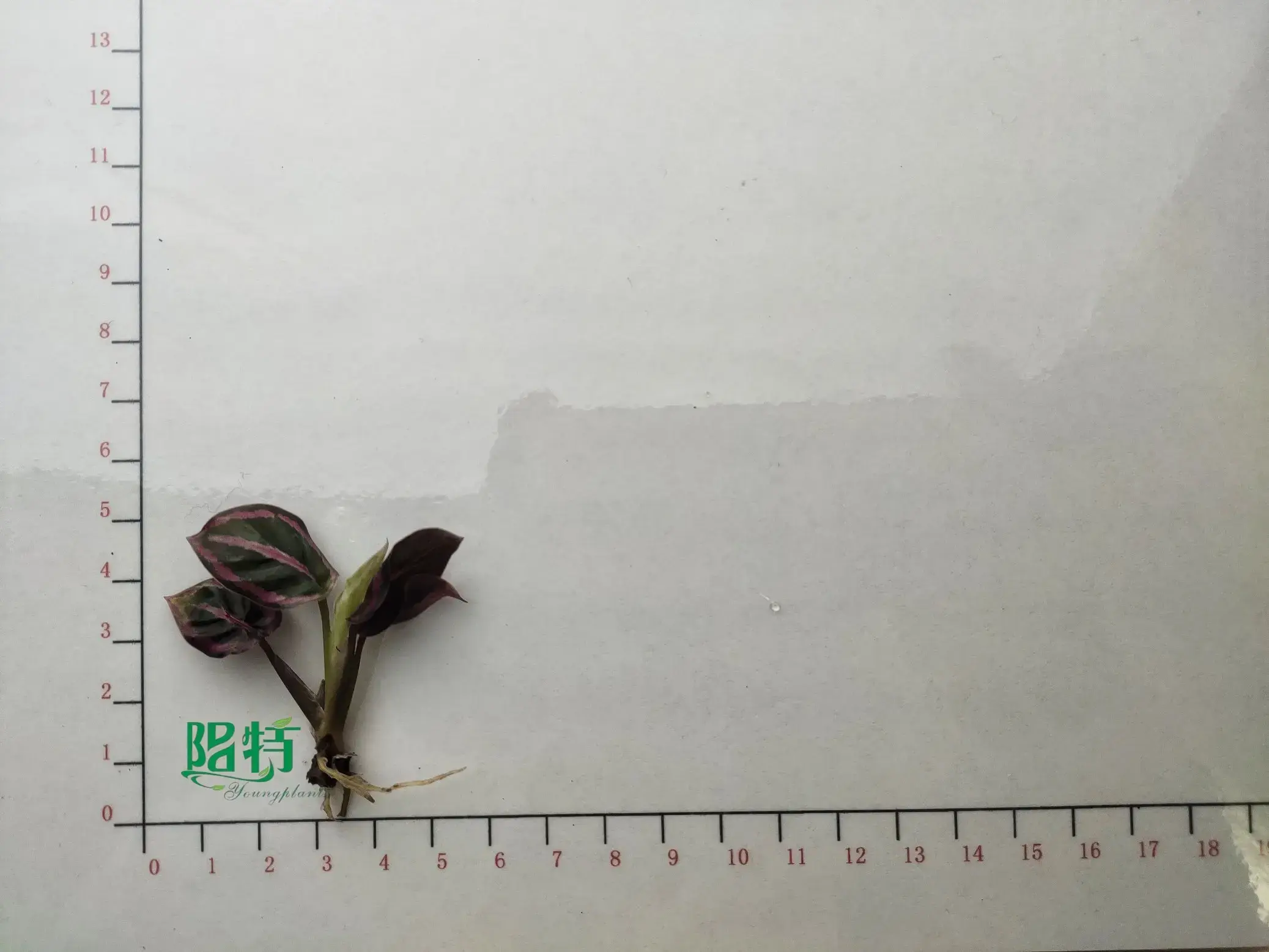 Youngplants |  stromanthe sanguinea 1 2