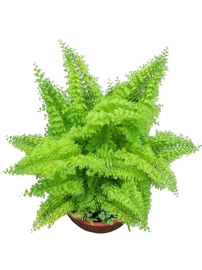 Foshan Youngplants - Fern Nephrolepis Home Office Indoor Plant Tray Plug Young Plant Fern 1