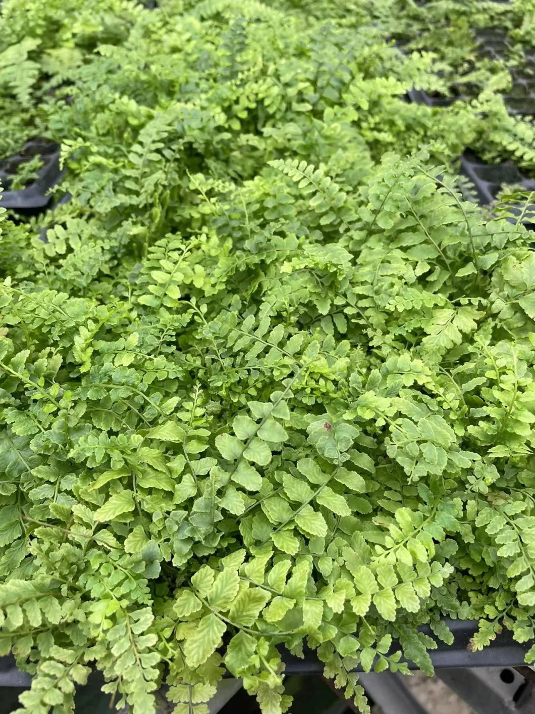 Fern Nephrolepis Home Office Indoor Plant Tray Plug Young Plant