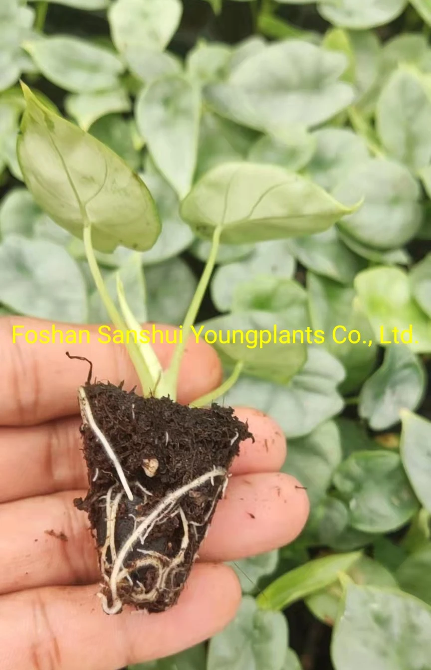 Alocasia Silver Dragon Rare Natural Live Plantlets Wholesale Import Export