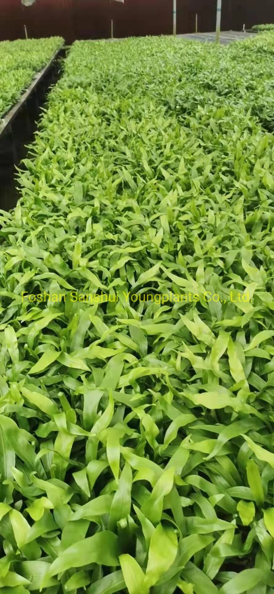 Fern Neottopteris Plug Tray Indoor Natural Plant Import Wholesale From China