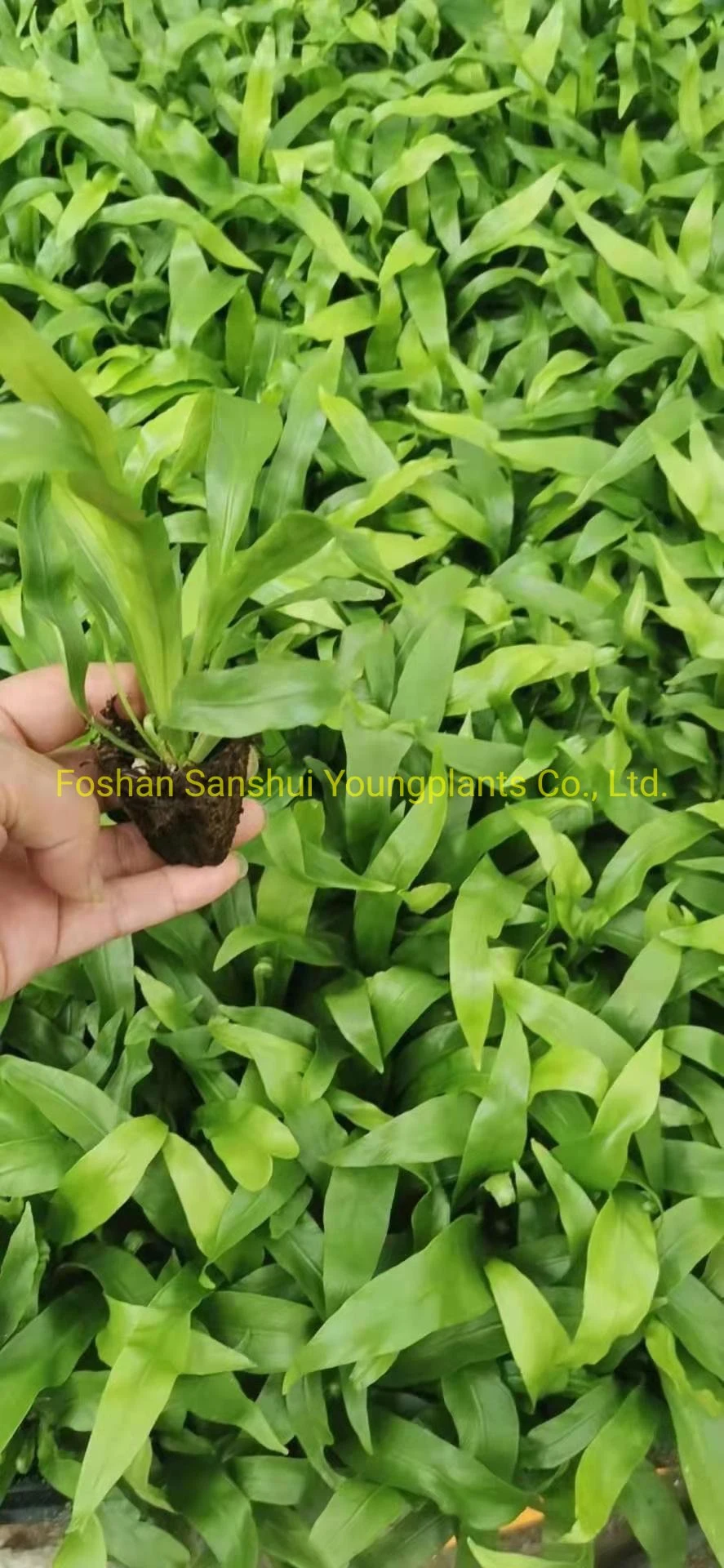 Fern Neottopteris Plug Tray Indoor Natural Plant Import Wholesale From China