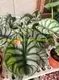 Alocasia Silver Dragon Live Plantlets for Flower & Gardening 2