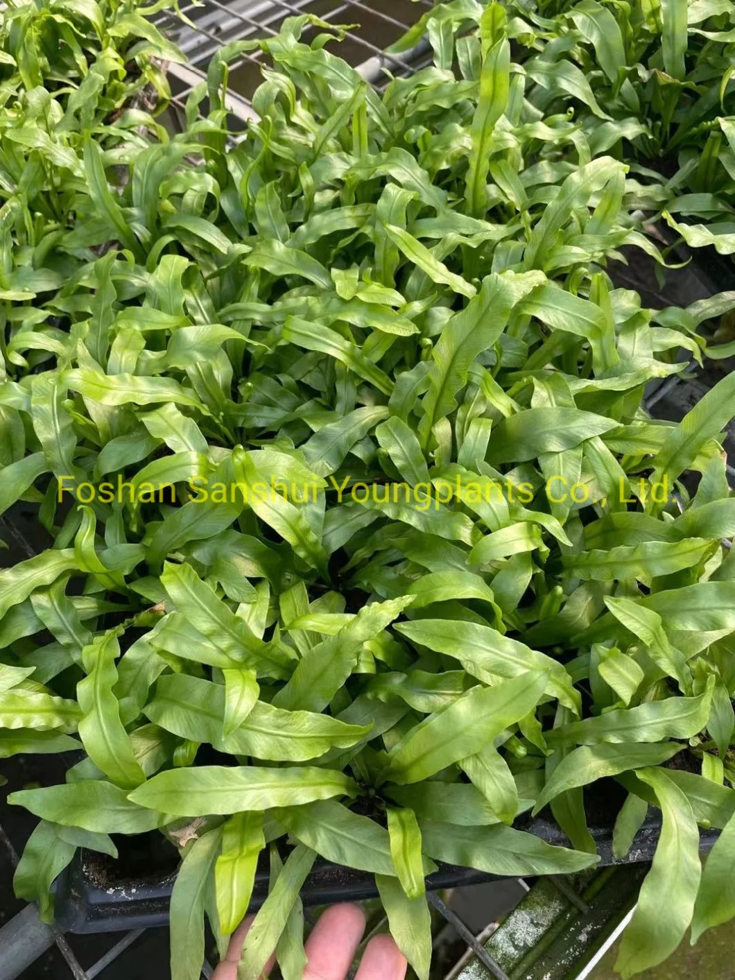 Fern Neottopteris Plug Tray Indoor Natural Plant Import Wholesale From China