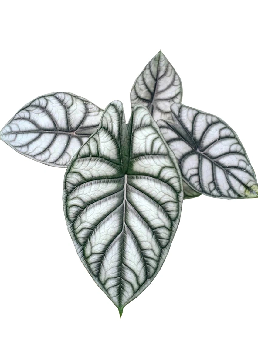 Here's What People Are Saying About pink mutation aglaonema