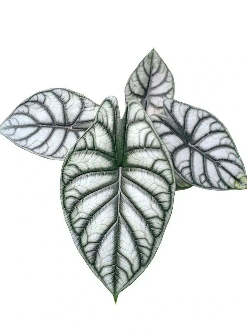 Foshan Youngplants - Alocasia Silver Dragon Rare Natural Live Plantlets Wholesale Import Export Others Alocasia 1