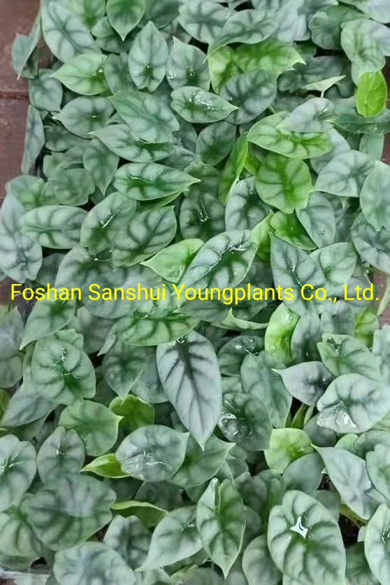 Alocasia Silver Dragon Rare Natural Live Plantlets Wholesale Import Export