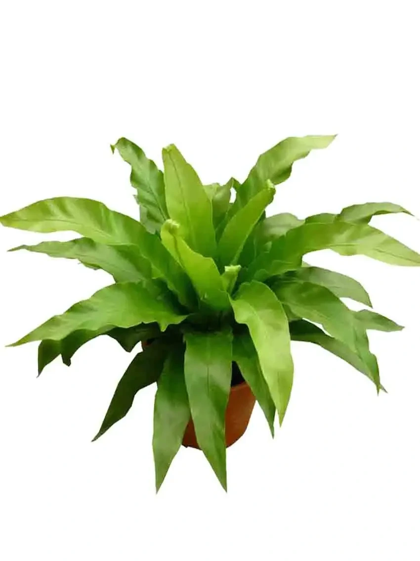 Foshan Youngplants - Fern Neottopteris Plug Tray Indoor Natural Plant Import Wholesale From China Fern 1