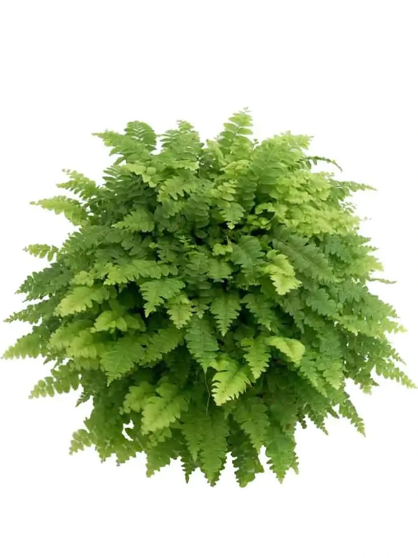 Foshan Youngplants - Mini Fern Bostoniensis Indoor Office Home Tray Plant Fern 1