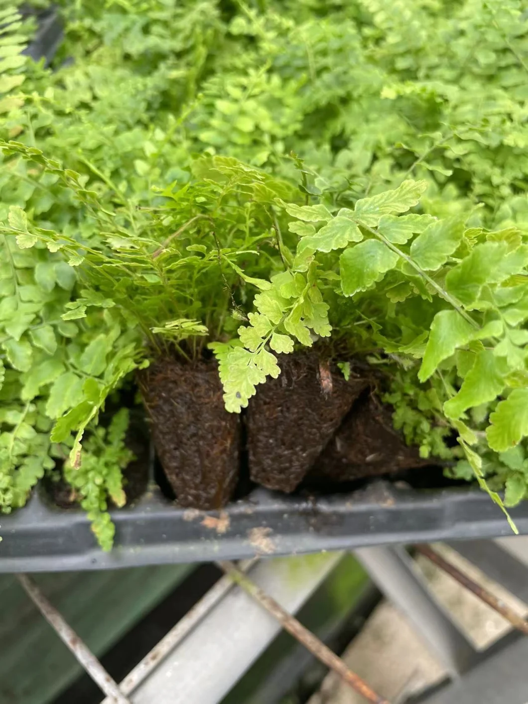 Mini Fern Bostoniensis Indoor Office Home Tray Plant