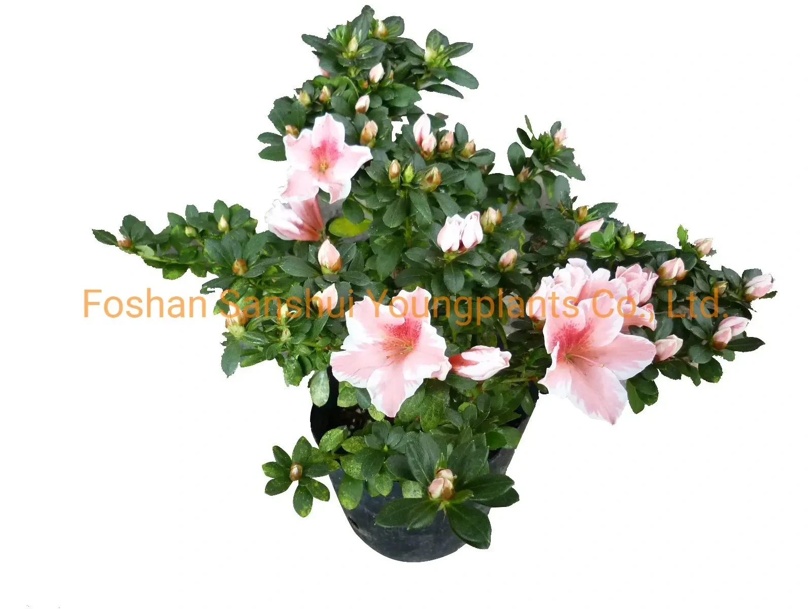 Foshan Youngplants - Rhododendron Simsii Pink Flowers Import From China Gardening Plant Woody&Shrubs 1