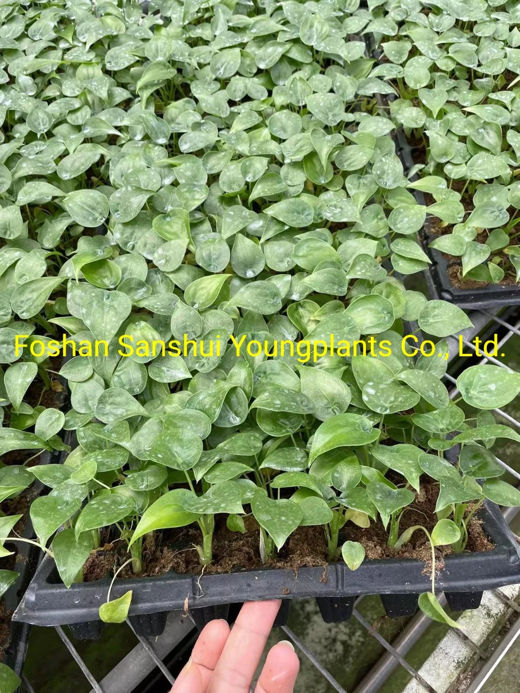 Natural Live Plantlets Wholesale Import Export From China Alocasia Cucullata