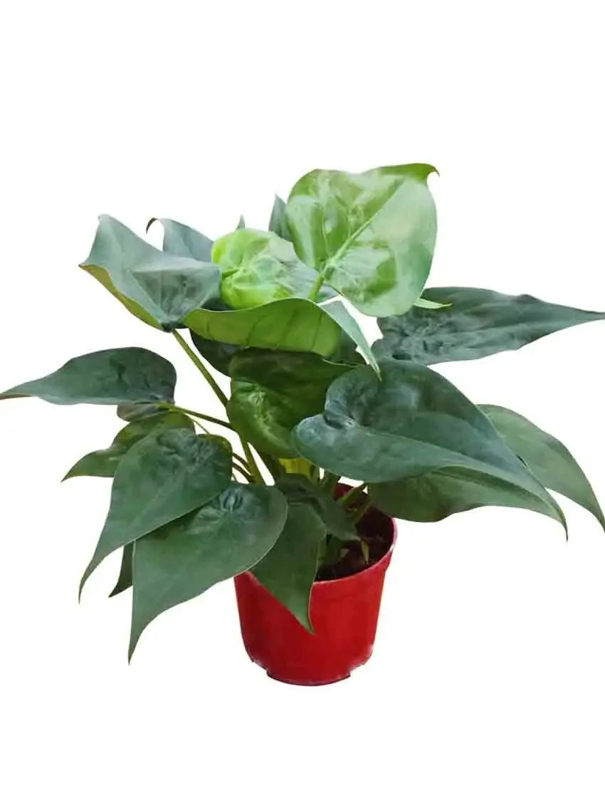 Foshan Youngplants - Natural Live Plantlets Wholesale Import Export From China Alocasia Cucullata Others Alocasia 1