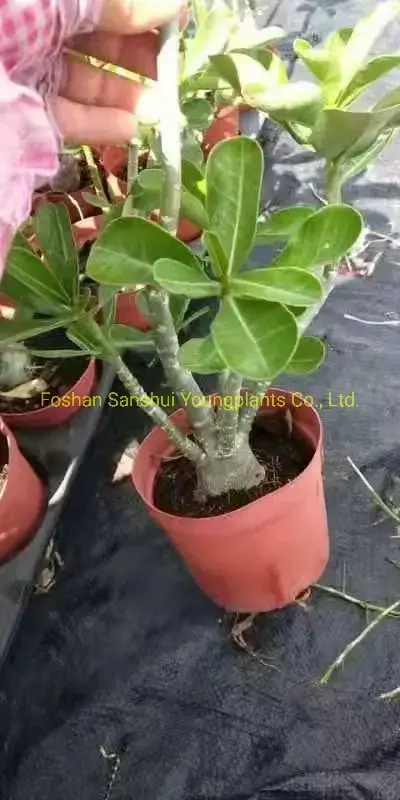 Quality Adenium Bonsai Tray Pot - Unique Design - Variegated Croton 5