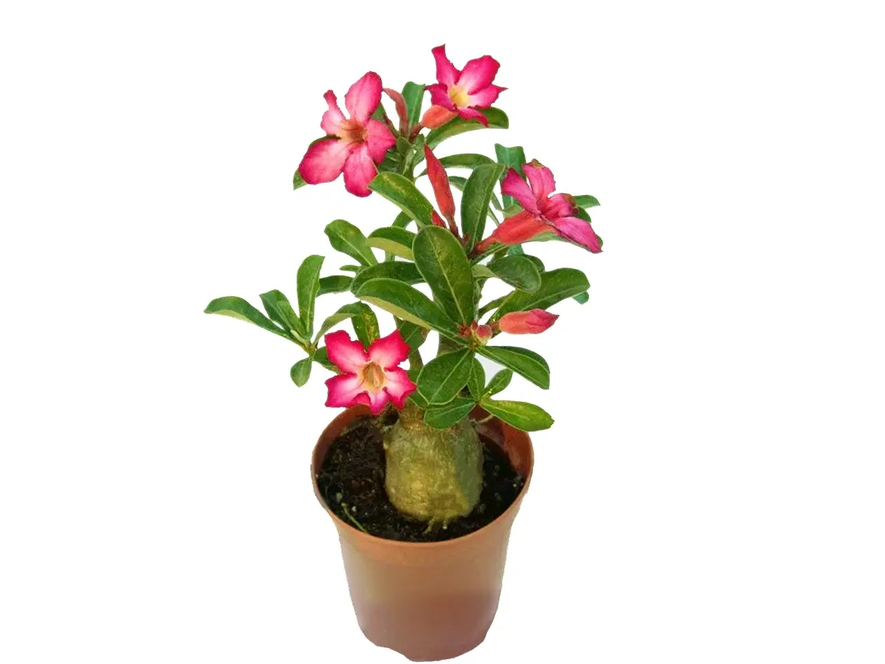 Foshan Youngplants - Adenium Obesum Bonsai Tray Pot Bonsai Plant Indoor Outdoor Ornament Woody&Shrubs 1