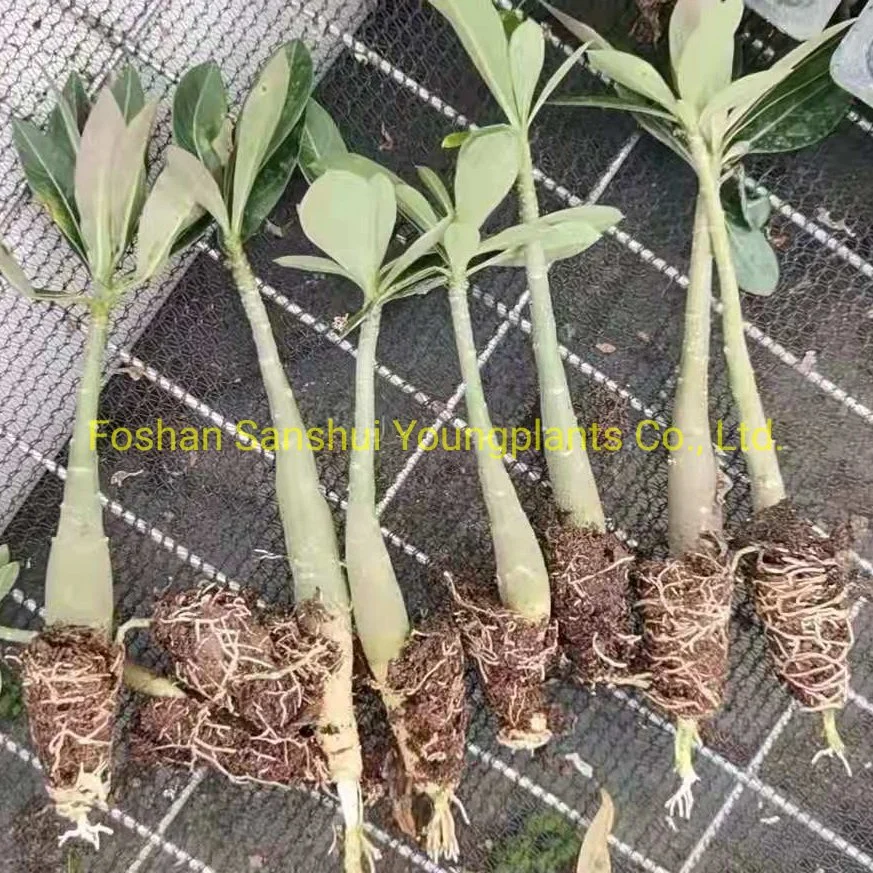 croton houseplant | Youngplants 7