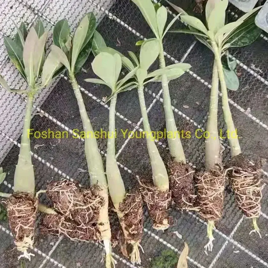 Quality Adenium Bonsai Tray Pot - Unique Design - Variegated Croton 2