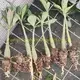 Quality Adenium Bonsai Tray Pot - Unique Design - Variegated Croton 2