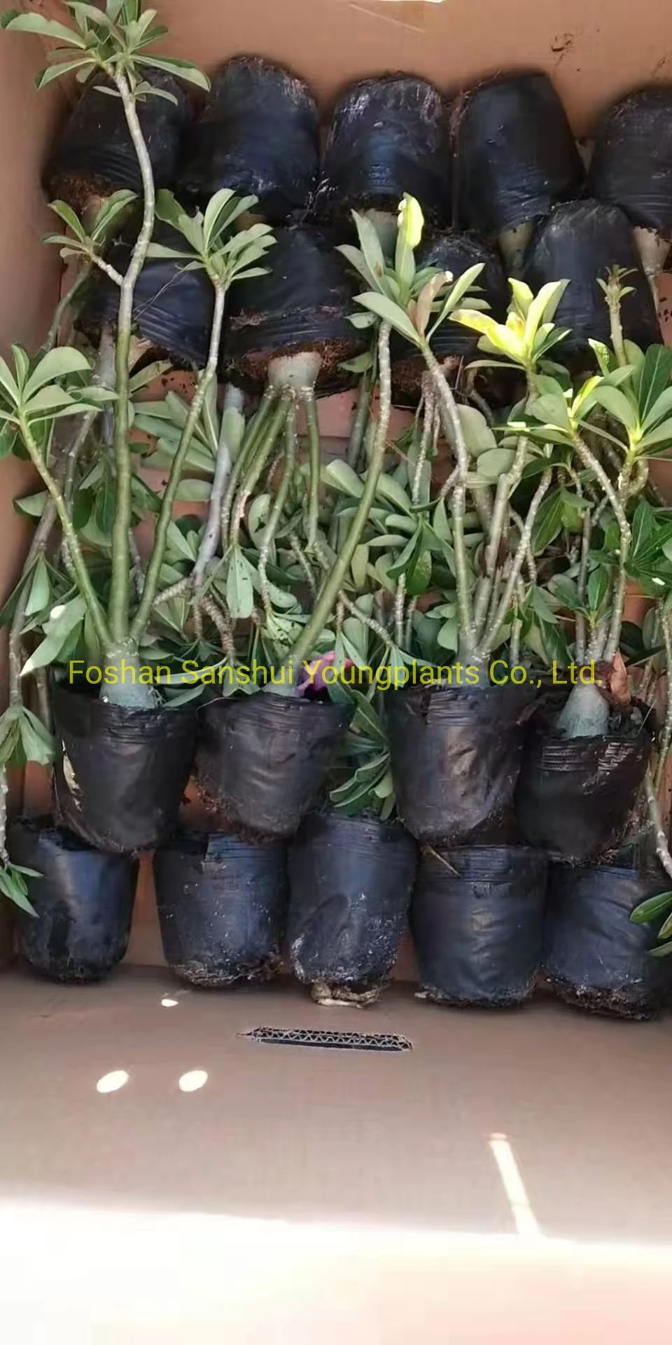 High-quality trimming landscape bushes Factory | Youngplants 8