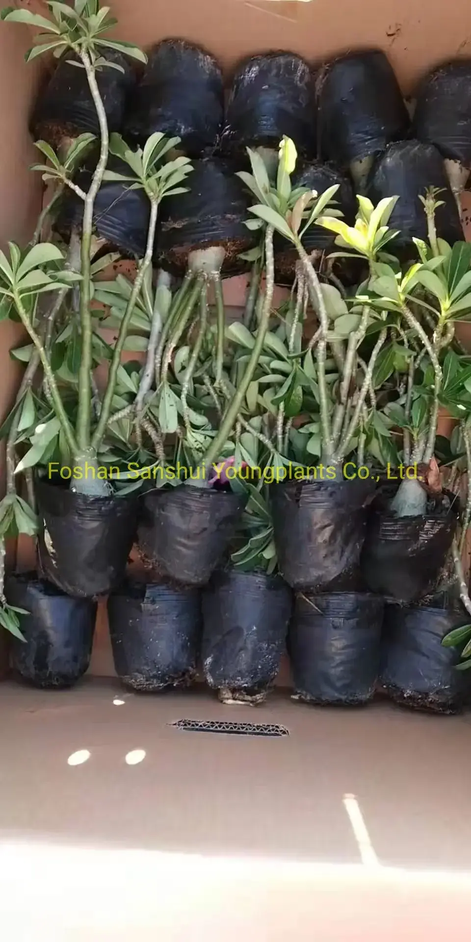 Quality Adenium Bonsai Tray Pot - Unique Design - Variegated Croton 6