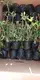Quality Adenium Bonsai Tray Pot - Unique Design - Variegated Croton 6