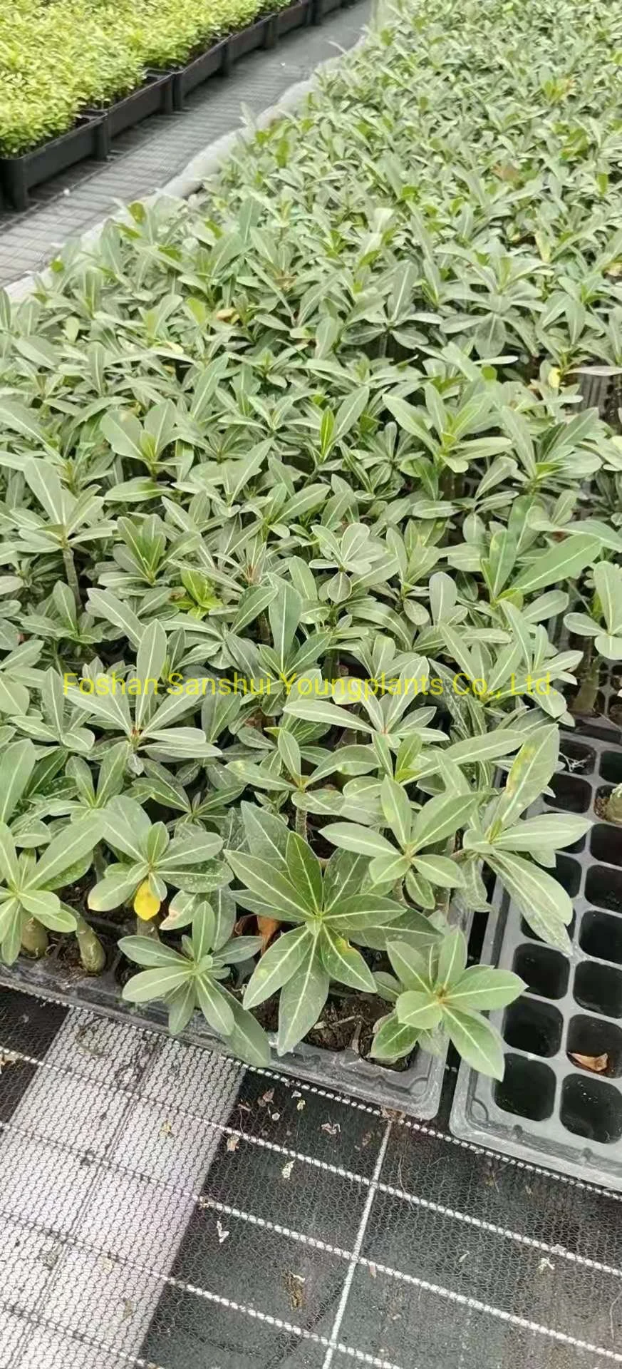 Codiaeum | Jungpflanzen 7