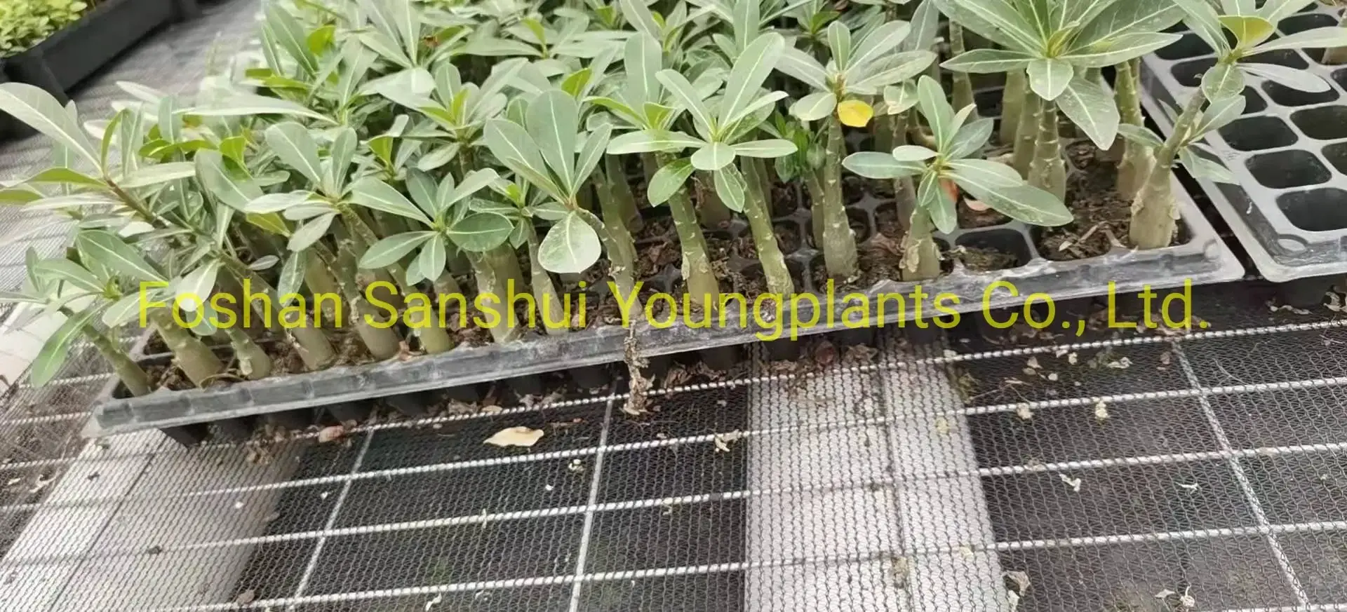 Quality Adenium Bonsai Tray Pot - Unique Design - Variegated Croton 4