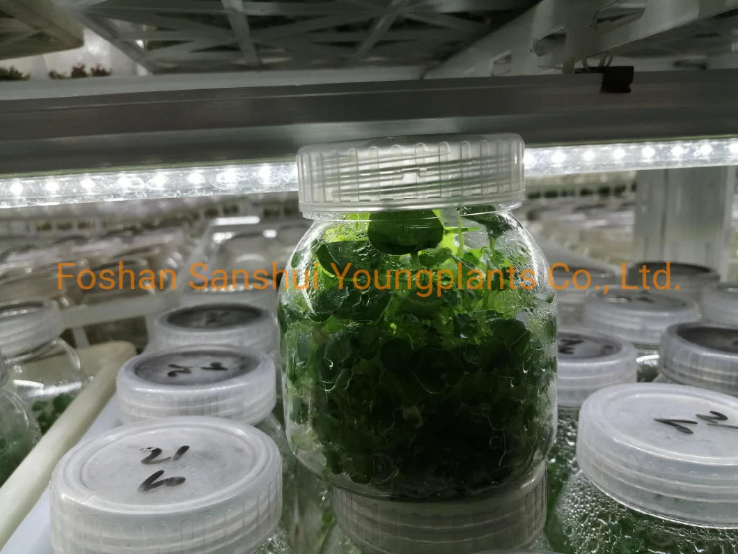 Caladium Pink Tray Plug Tissue Cultrue Young Plant Seedlings