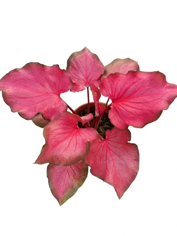 Foshan Youngplants - Caladium Pink Tray Plug Tissue Cultrue Young Plant Seedlings Caladium 1