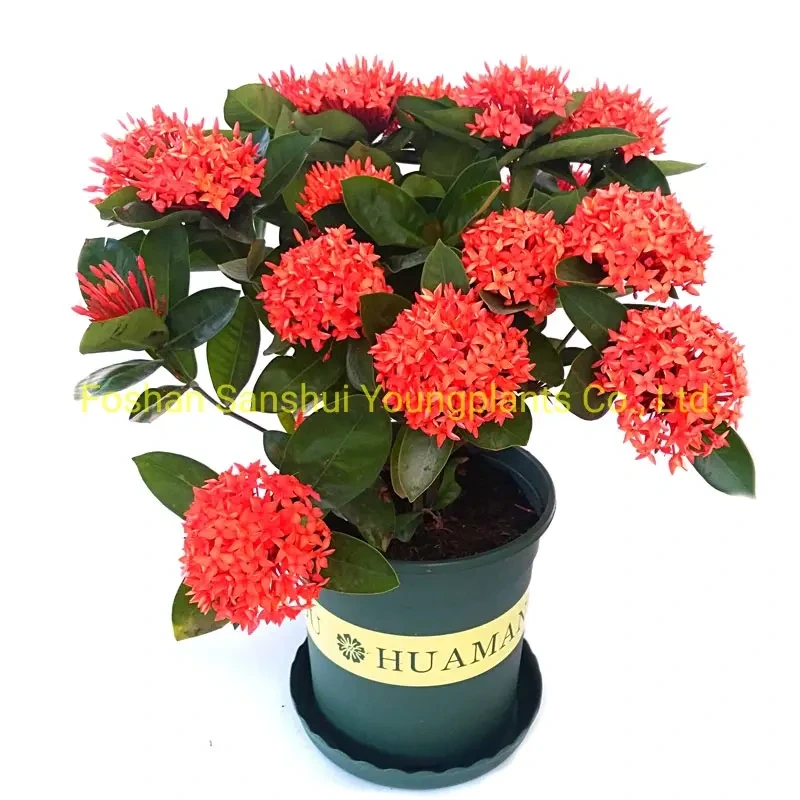 Foshan Youngplants - Ixora Chinensis Flowers Red Bonsai Pot Wholesale Live Plants Import Woody&Shrubs 1