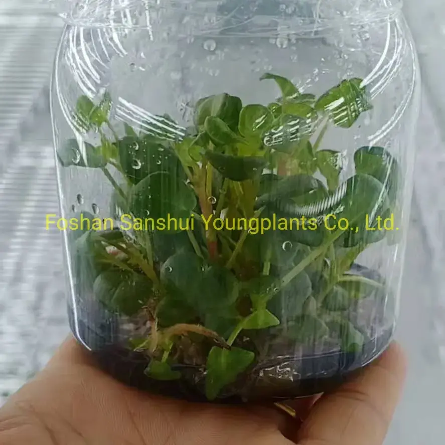 Unique Pilea Notata Tissue Culture Tray Bonsai Plant 2