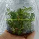 Unique Pilea Notata Tissue Culture Tray Bonsai Plant 2