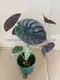 High-Quality Alocasia Reginula Black Velvet Plants 2