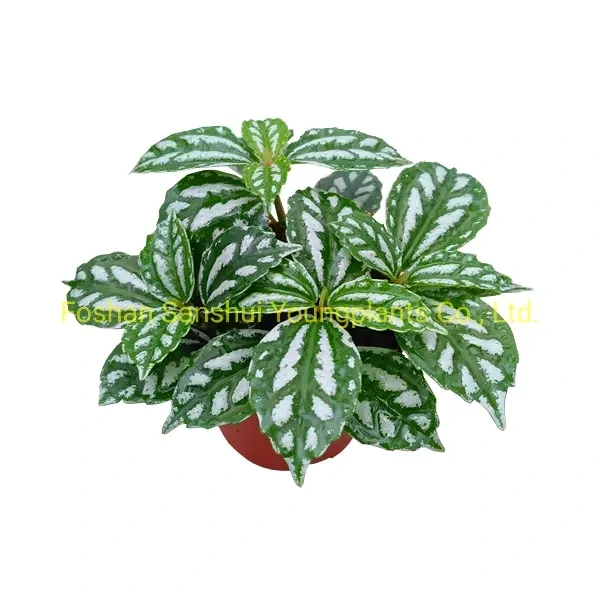 Foshan Youngplants - Pilea Notata Tissue Culture Tray Bonsai Young Live Plant Sansevieria 1