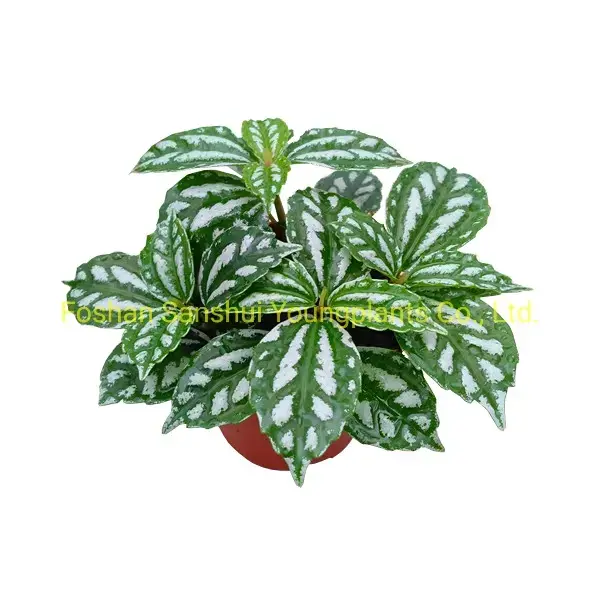 How To Own chinese evergreen vase life For Free