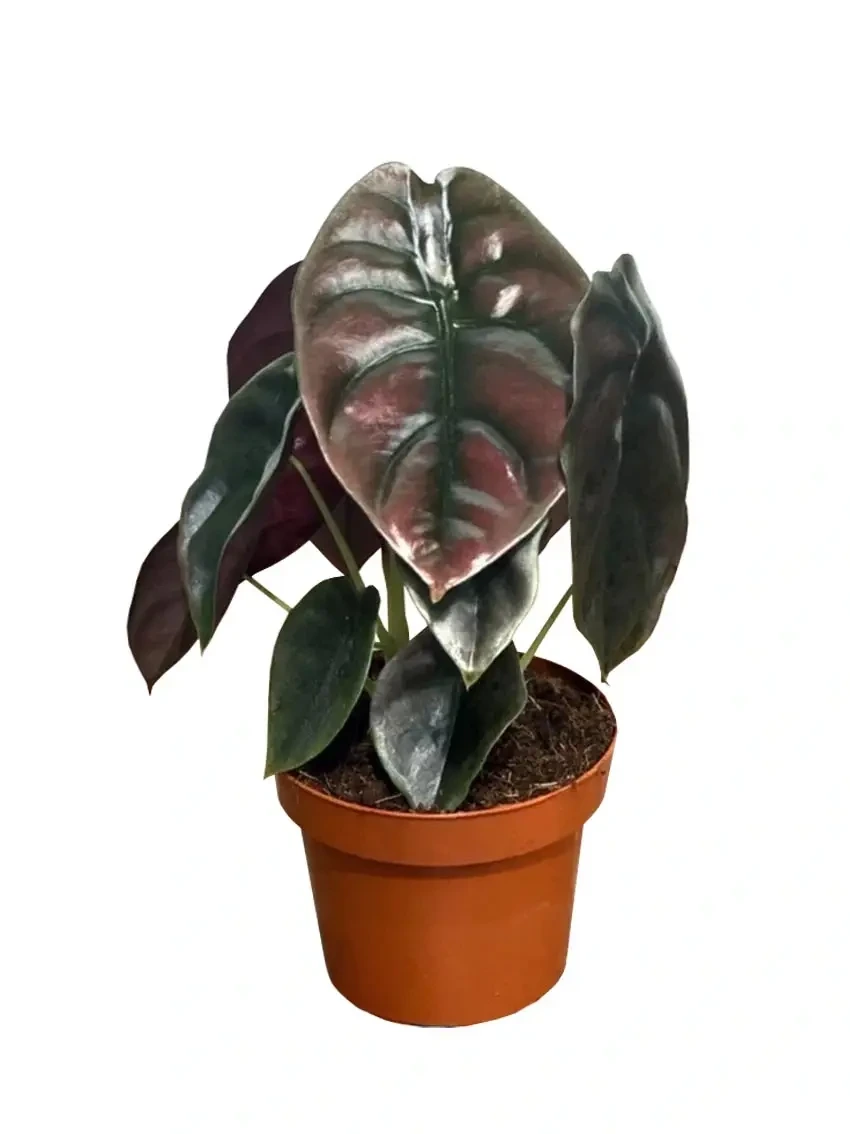 Foshan Youngplants - Alocasia Cuprea Rare Natural Live Plantlets Plants Wholesale Import Export Others Alocasia 1