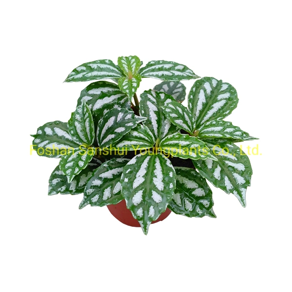 Pilea Notata Tissue Culture Tray Bonsai Young Live Plant