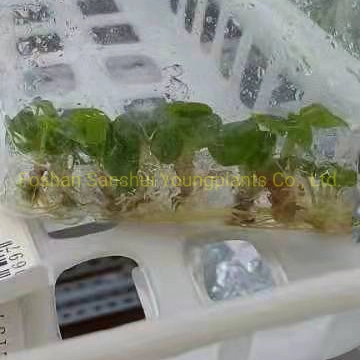 Alocasia Cuprea Rare Natural Live Plantlets Plants Wholesale Import Export